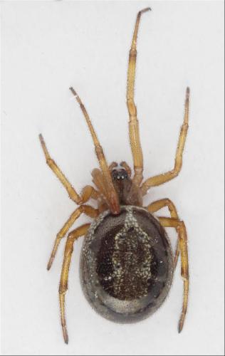 Réf. 333 060 : Steatoda nobilis